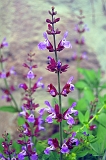 Flower 1